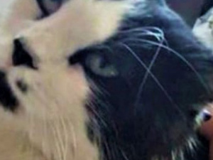 Как «дорогой» кот-потеряшка помог другим животным обрести хозяев под Мариуполем