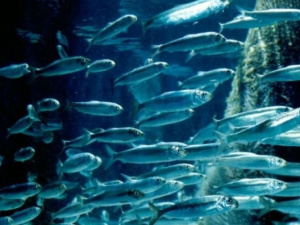 Квоты на вылов рыбы в Азовском море Россия и Украина поделят онлайн