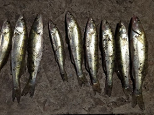 В Мариуполе браконьер наловил рыбы почти на 36 тысяч гривен
