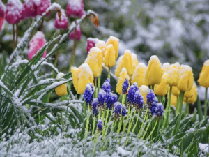 Від мокрого снігу до +13°С: як змінюватиметься погода в Україні з 11 по 17 березня