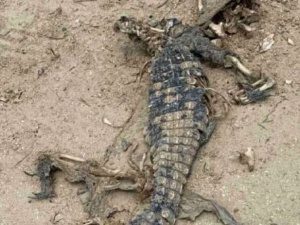 На берегу Азовского моря нашли останки  крокодила
