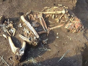 Под Мариуполем обнаружен скелет человека (ФОТО)
