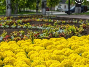 В Мариуполе возле скверов высадили еще 12 тысяч цветов (ФОТО)