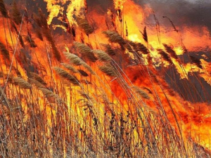 В Мариуполе горели камыши: пожар охватил 1 га территории (ВИДЕО)