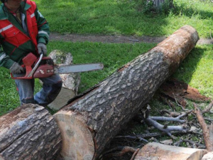 Как в Мариуполе законно спилить дерево и не допустить бесконтрольное уничтожение растений волонтерами