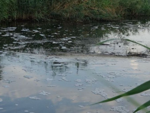 Исследования погибшей рыбы в реке под Мариуполем показали патологоанатомические изменения
