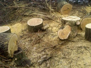 В Мариуполе неизвестные пилили деревья (ФОТО)