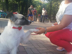 Владельцы беспородных собак собрались на фестиваль в Мариуполе (ФОТО)