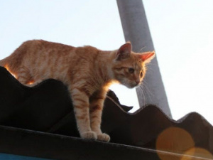 В Мариуполе котенок просидел на крыше в мороз двое суток