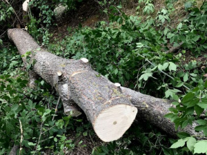 Безработные под  Мариуполем уничтожали лесополосу