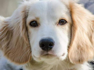 Мариуполь: Только ли от жизни собачей собака бывает кусачей? (ФОТО+ВИДЕО)