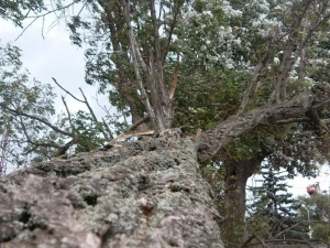 В Мариуполе рухнувшее двуствольное дерево перегородило пляж (ФОТОФАКТ)