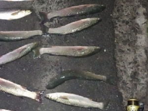 В Мариуполе браконьер «пауком» наловил рыбы почти на 12 тысяч гривен
