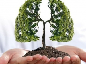 «Зеленый росток» приглашает принять участие в новом проекте «Легкие нашей планеты»
