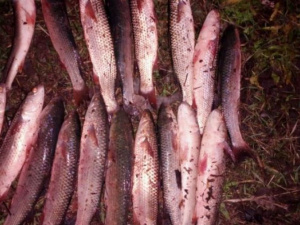 Рыбный браконьер в Мариуполе нанес ущерб на сумму свыше 33 тысяч гривен