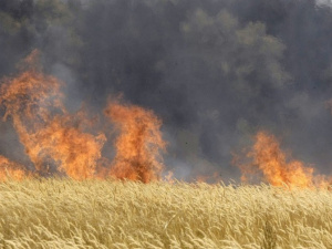Под Мариуполем пожаром охвачены 76 гектаров пшеницы