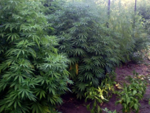 Полицейские за два месяца изъяли 9 тысяч наркосодержащих растений