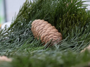 Приазовское лесничество поставит в Мариуполь около 2 500 тысяч елок
