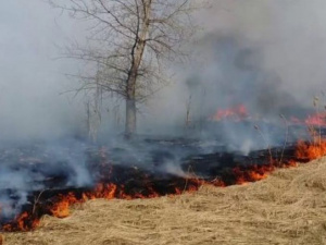 В Мариуполе возле АЗС загорелась сухая трава (ВИДЕО)