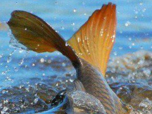 Мариупольцам запрещен вылов рыбы и раков?