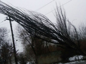 Большой тополь рухнул на электропровода над проезжей частью в Мариуполе