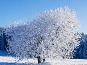 Стовпчики термометрів опустяться до -25 °С: прогноз погоди в Україні на 8-14 січня