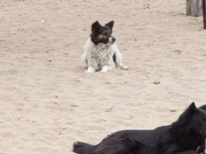 На мариупольском пляже - агрессивные собаки, одна из них искусала ребенка