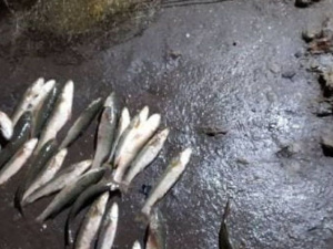 В двух районах Мариуполя с крупным уловом поймали браконьеров