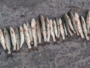 Мариупольский браконьер в штормовую погоду наловил рыбы на 21 тысячу гривен (ФОТО)