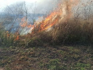 В Мариуполе горел сухостой: огонь мог перекинуться на жилые дома