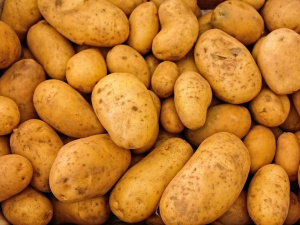 Коли подешевшає картопля – експерт поділився прогнозом