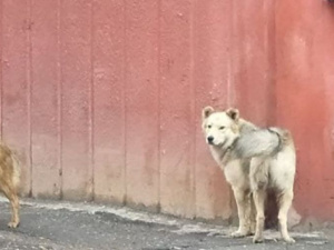 Бездомные собаки кусают жителей спального района Мариуполя