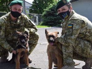 Мариупольцам предлагают стать хозяевами двух щенят немецкой овчарки. Но при одном условии (ФОТО+ВИДЕО)