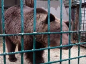 Минприроды призвало конфисковать животных из зоопарка Покровска
