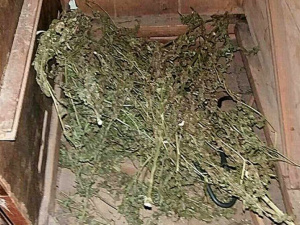 У жителя Мариуполя изъяли 11 кустов конопли