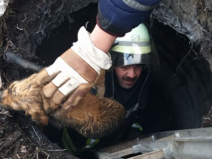 Пятеро спасателей выручали животное из западни в Донецкой области (ФОТО)