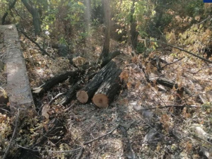 Мариуполец вырубил деревья в парковой зоне