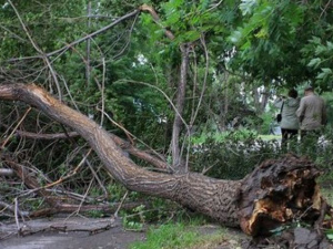 В Мариуполе за полгода повалено более тысячи деревьев (ФОТО)