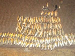 В Мариуполе задержали двух рыбных браконьеров (ФОТО)