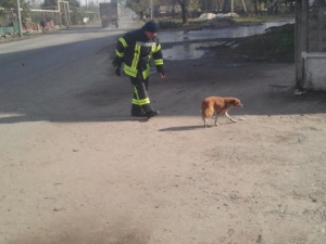 Спасатели Донетчины помогли бездомной собаке