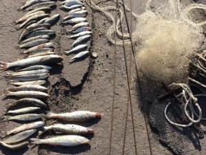 В Мариуполе браконьеры наловили рыбы на 44 тысячи грн (ФОТО)