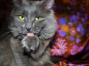 В Мариуполе ко дню дворНЯШЕК выбирают самого красивого беспородного кота (ФОТО)