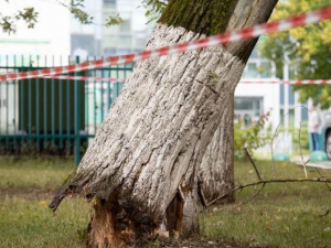 Двадцатиметровая опасность: здоровью мариупольцев угрожало аварийное дерево 