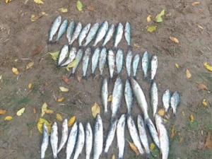 Браконьер в Мариуполе наловил рыбы, занесенной в Красную книгу (ФОТО)