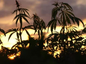 В Мариуполе местный наркоаграрий выращивал огород конопли (ФОТО)