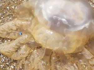 На пляже Мариуполя медузы обожгли детей, а отдыхающие оказались в опасности в море
