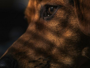 Собаки стали жертвами: на Донетчине детей подозревают в жестоком обращении с животными