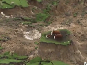 Три коровы чудом спаслись от землетрясения в 7,5 балла в Новой Зеландии (ВИДЕО)