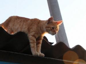 В Мариуполе собака упала на дно четырехметрового колодца, а кот застрял на крыше