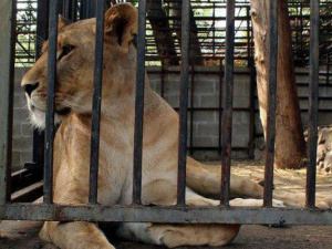 В каких условиях живут животные в мариупольском зоопарке? (ВИДЕО)